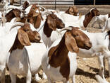 Dorper Sheep and boer Goats for sale - photo 3