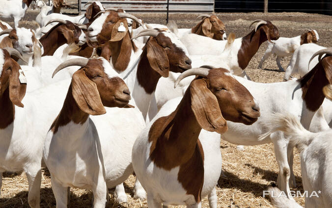 Boer goats around me for sale