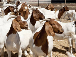 Boer goats for sale Near me