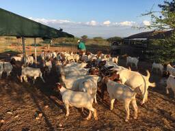 Boer goats for sale