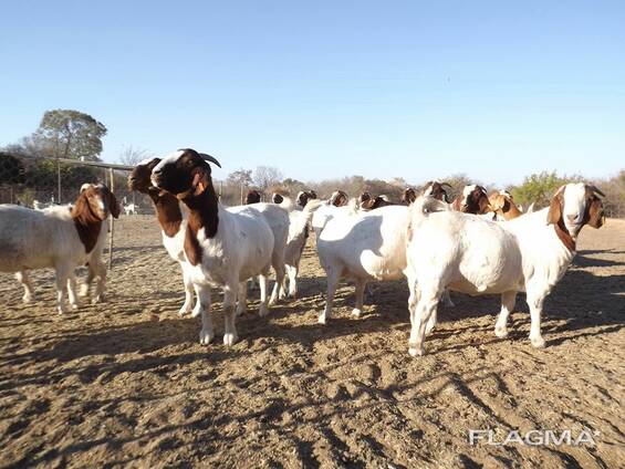 Boer Goats and Kalahari Red Goats - Whatsapp