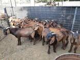 Boer Goats and Kalahari Red Goats - Whatsapp - photo 2