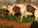 Boer goats and Merino sheep for breeding and slaughtering - photo 1