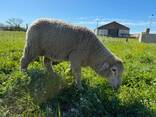 Boer goats and Merino sheep for breeding and slaughtering - photo 2