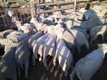 Boer goats and Merino sheep for breeding and slaughtering - photo 3
