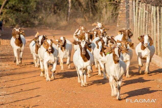 Boer goats now on sales