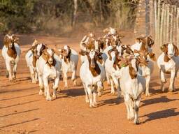 Boer goats now on sales