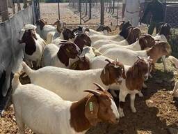 Boer Goats Available