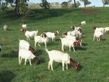 Boer Goats for Sale - photo 1