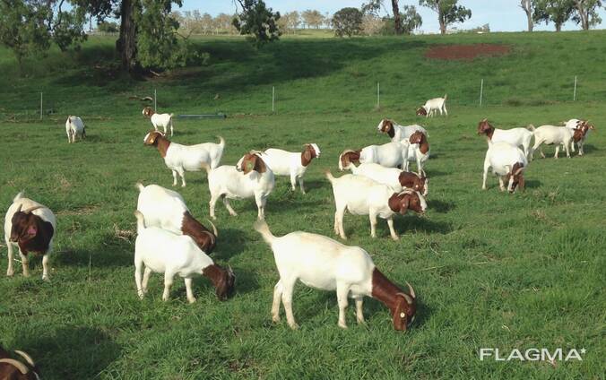 Boer Goats for Sale