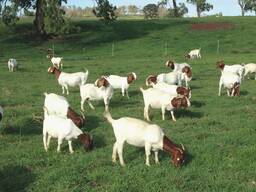 Boer Goats for Sale