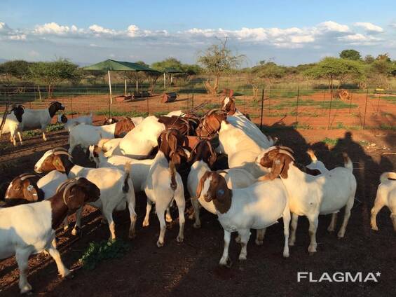 Cheap Boer goats