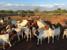 Cheap Boer goats