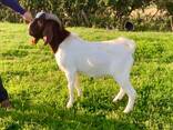 Boer goats for sale - photo 2