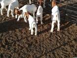 Boer goats for sale - photo 3