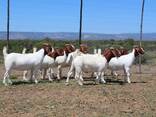 Boer Goats for Sale - photo 1