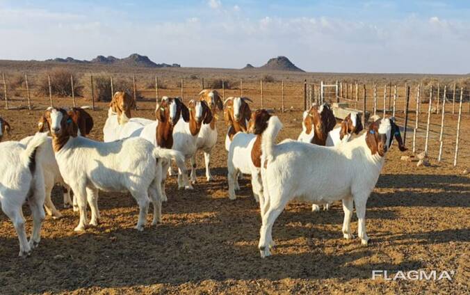 Livestock Boer goats