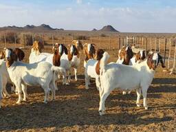 Boer goats for sale in South Africa