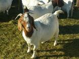 Boer goats for sale whatsapp - photo 1