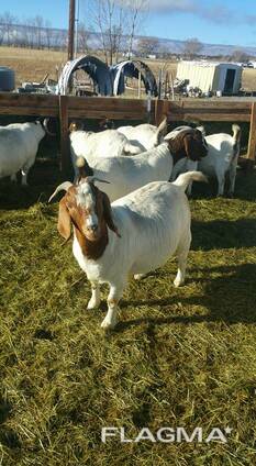 Boer goats for sale whatsapp