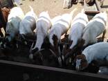 Boer goats, sheep's and rams and Catles - photo 3