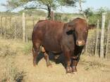 Bonsmara and Brahman Cattle - photo 2