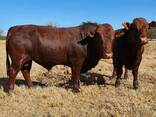 Bonsmara, Brahman And Nguni Cattle For Sale - photo 1