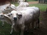 Bonsmara, Brahman and Nguni Cattle price - photo 1