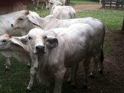 Bonsmara, Brahman and Nguni Cattle price