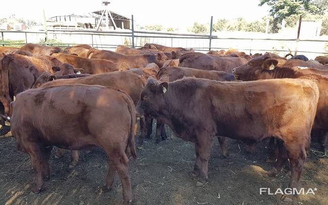 Bonsmara Cattle for Sale