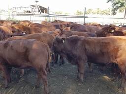 Bonsmara Cattle for Sale
