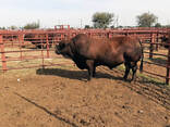 Cattle for sale - photo 1