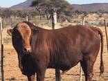 Bonsmara Cattle for sale - photo 1