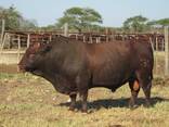 Bonsmara Cattle for sale - photo 3