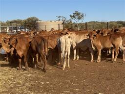 Brahman cattle for sale in South Africa