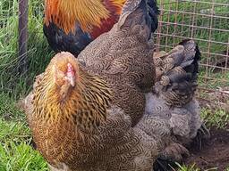 Brahma chickens for sale