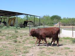Brahman Calves for sale