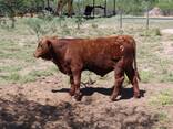 Brahman Calves for sale - photo 3