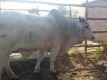 Brahman cattle for sale - photo 1