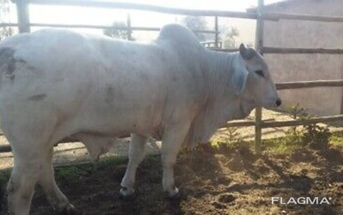 Brahman cattle for sale