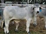 Brahman cattle for sale - photo 2