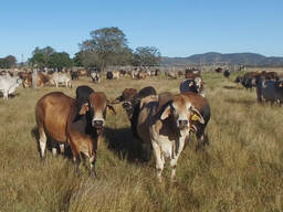Brahman cattle for sale