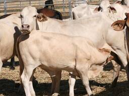 Brahman Cattle for sale
