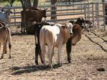 Brahman Cattle for sale - photo 2