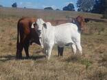 Brahman Cattle for sale - photo 3
