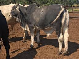 Brahman Cattle for sale