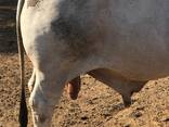 Brahman Cattle for sale - photo 2