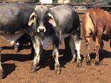 Brahman Cattle for sale - photo 3