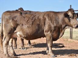 Braunvieh Cattle for Sale