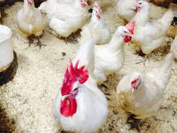 Bresse chickens for sale